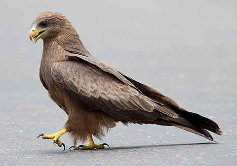 Yellow-billed Kite